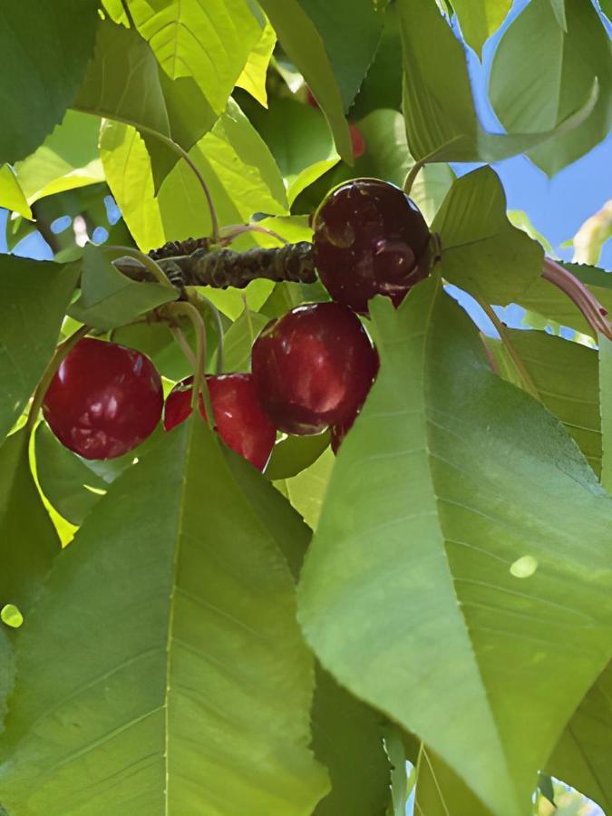 Gite Les Feuilles De Chene Villa Carpentras Buitenkant foto