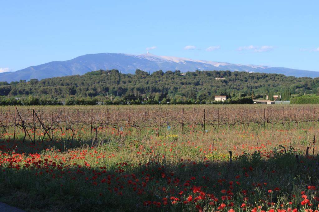 Gite Les Feuilles De Chene Villa Carpentras Buitenkant foto